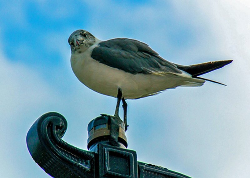 G3-Gull-002.jpg