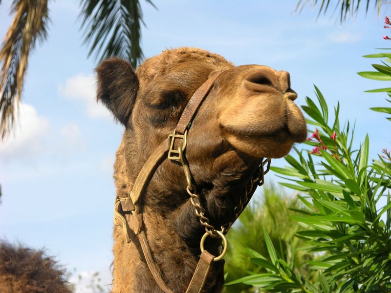 G3_Camel_001.jpg ::           