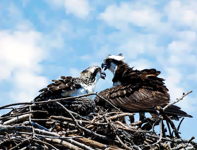 Birds-Ferry-2.jpg