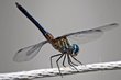 G3_DragonFly_001.jpg