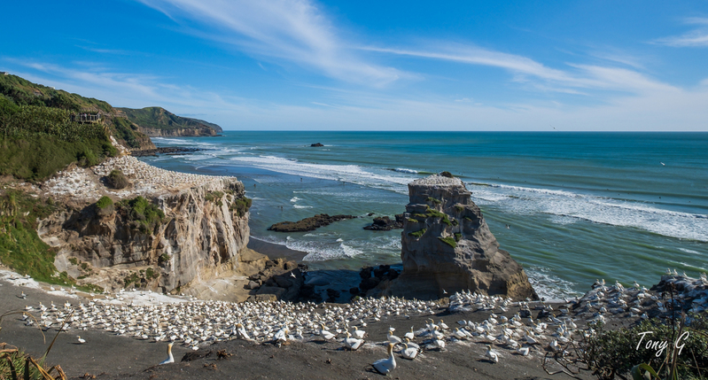 Gannet Colony Muriwai DSCF0067(1).jpg :: Maori Bay, Muriwai beach, West Coast, Auckland, New Zealand