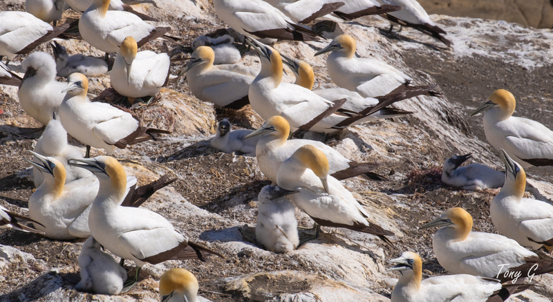 Gannet Colony Muriwai DSF6789(1).jpg :: Gannet colony, Maori Bay, Muriwai beach, West Coast, Auckland, New Zealand