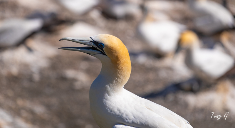 Gannet Colony Muriwai DSF6790.jpg :: Gannet colony, Maori Bay, Muriwai beach, West Coast, Auckland, New Zealand