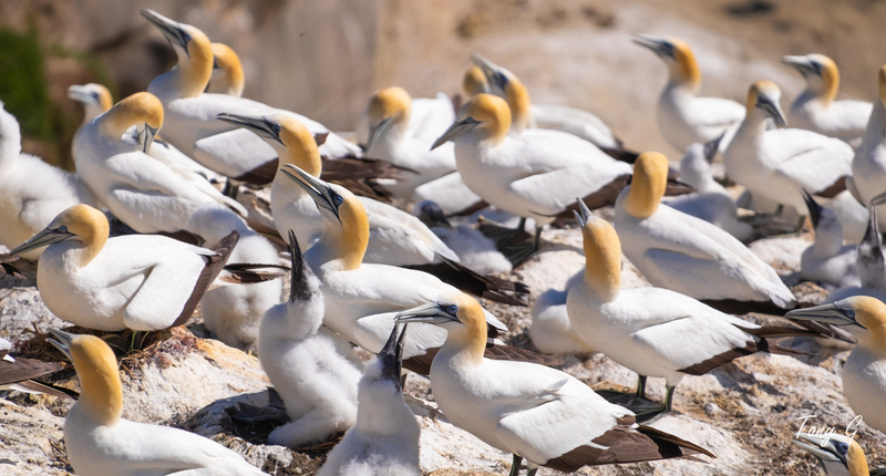 Gannet Colony Muriwai DSF6801(1).jpg :: Gannet colony, Maori Bay, Muriwai beach, West Coast, Auckland, New Zealand