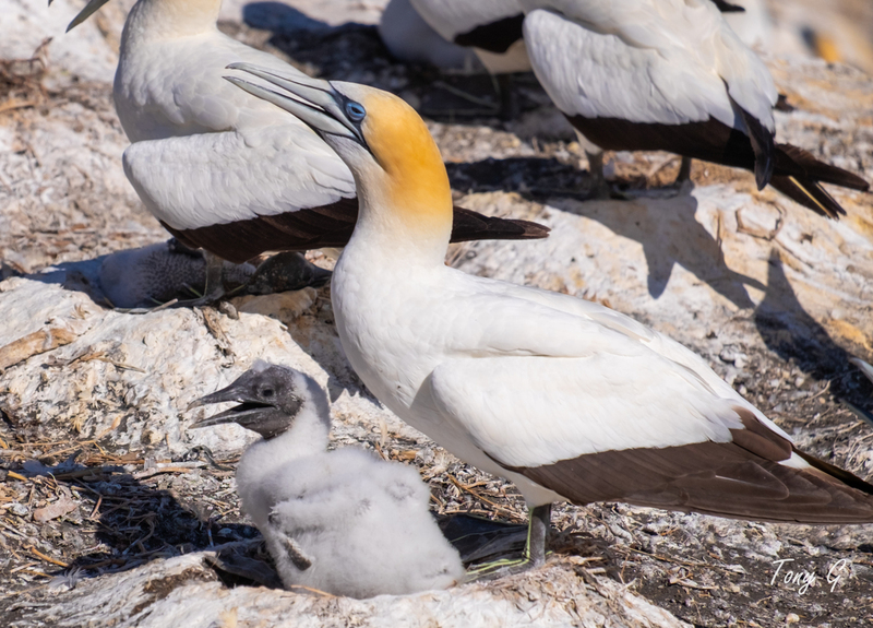 Gannet Colony Muriwai DSF6807(1).jpg :: Gannet colony, Maori Bay, Muriwai beach, West Coast, Auckland, New Zealand