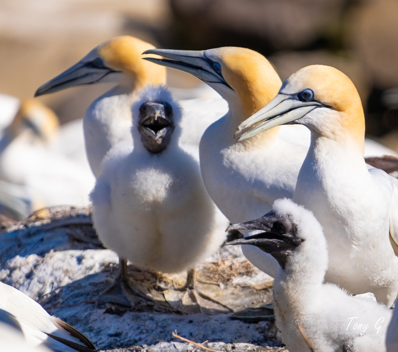 Gannet Colony Muriwai DSF6809(1).jpg :: Gannet colony, Maori Bay, Muriwai beach, West Coast, Auckland, New Zealand