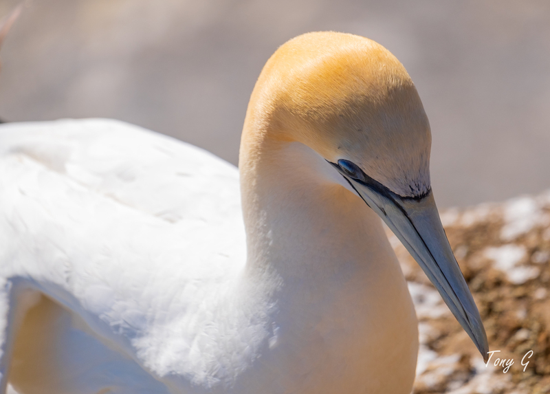 Gannet Colony Muriwai DSF6815.jpg :: Gannet colony, Maori Bay, Muriwai beach, West Coast, Auckland, New Zealand