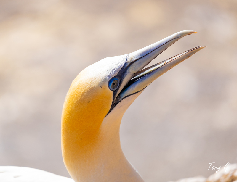 Gannet Colony Muriwai DSF6816.jpg :: Gannet colony, Maori Bay, Muriwai beach, West Coast, Auckland, New Zealand