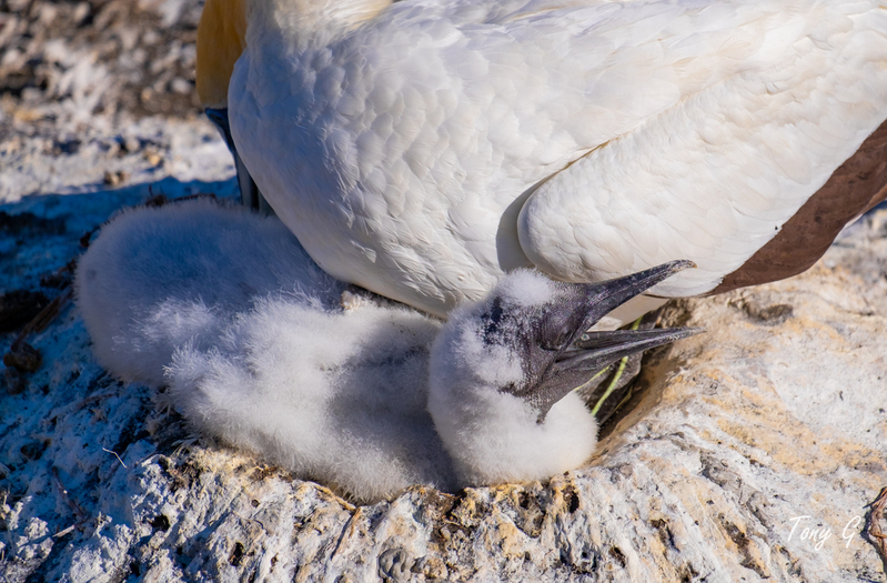 Gannet Colony Muriwai DSF6835.jpg :: Gannet colony, Maori Bay, Muriwai beach, West Coast, Auckland, New Zealand