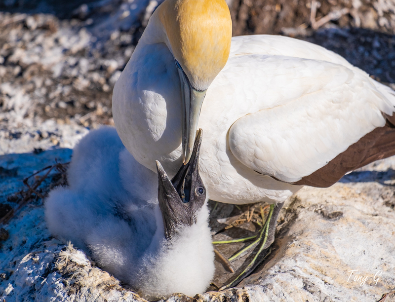 Gannet Colony Muriwai DSF6841(1).jpg :: Gannet colony, Maori Bay, Muriwai beach, West Coast, Auckland, New Zealand