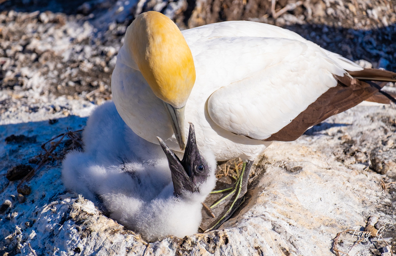 Gannet Colony Muriwai DSF6842.jpg :: Gannet colony, Maori Bay, Muriwai beach, West Coast, Auckland, New Zealand