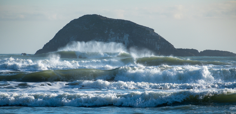 Maori Bay DSCF0106(1).jpg :: Gannet colony, Maori Bay, Muriwai beach, West Coast, Auckland, New Zealand