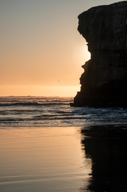 Maori Bay DSCF0123(1).jpg :: Gannet colony, Maori Bay, Muriwai beach, West Coast, Auckland, New Zealand