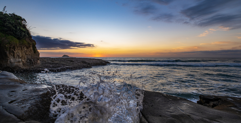 Muriwai Beach DSF1429.jpg :: Gannet colony, Maori Bay, Muriwai beach, West Coast, Auckland, New Zealand