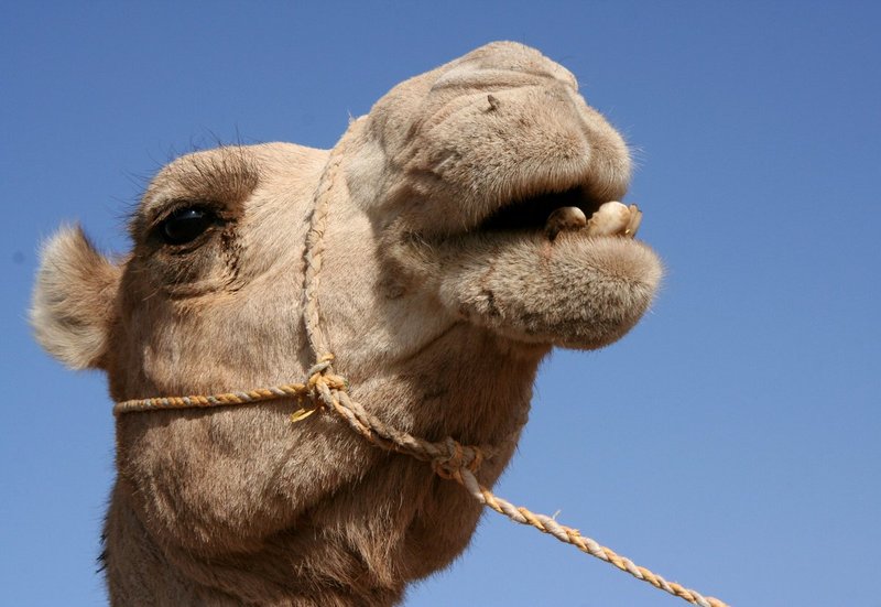AlgeriaNiger2 053.jpg
