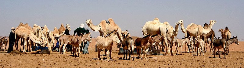 AlgeriaNiger4 347.jpg