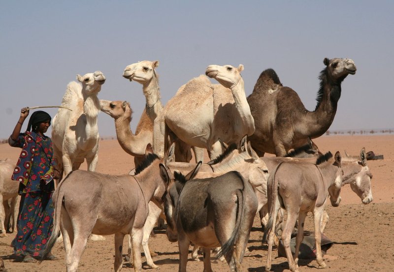 AlgeriaNiger4 348.jpg