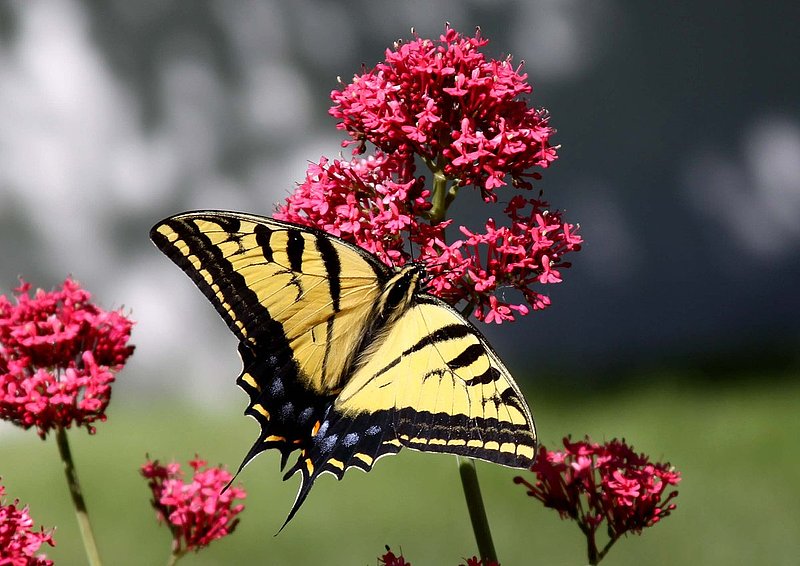 Butterfly 014C.jpg