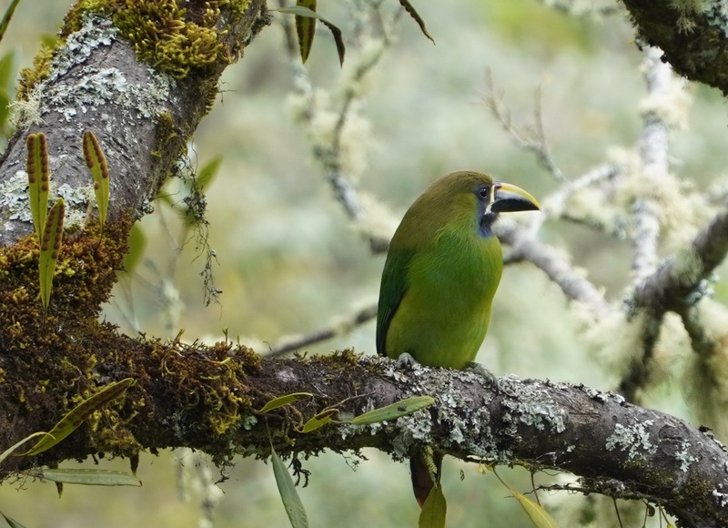 DSC01621.jpg :: Emerald Toucanet