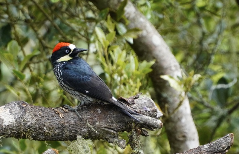 DSC01671.jpg :: Acorn Woodpecker