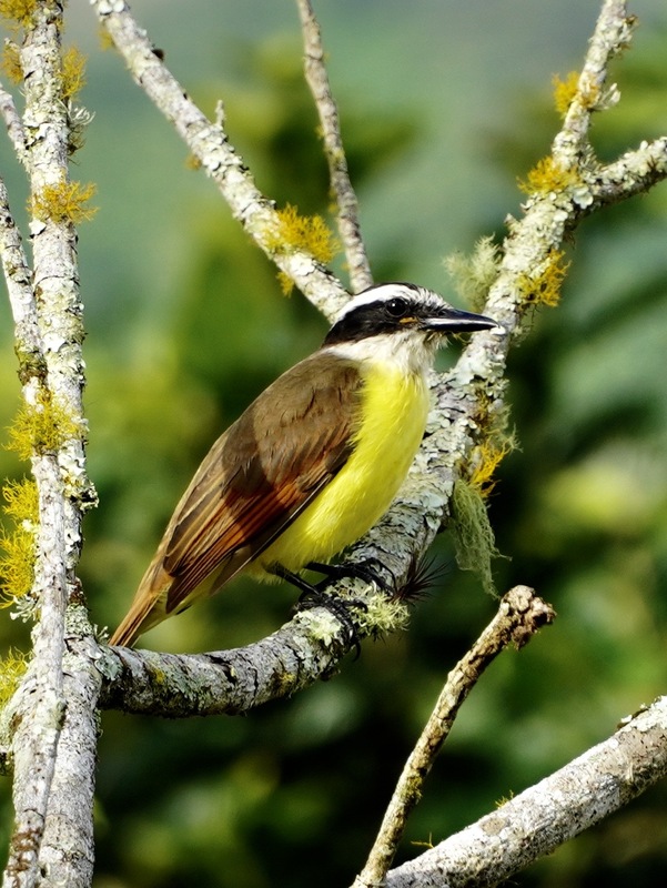 DSC01782.jpg :: Great Kiskadee