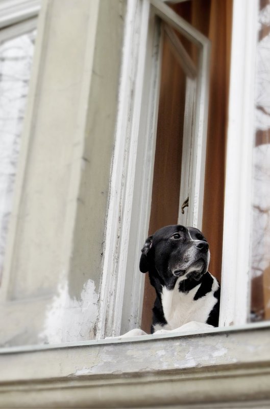 Files Ready for Print 006Doggy.jpg