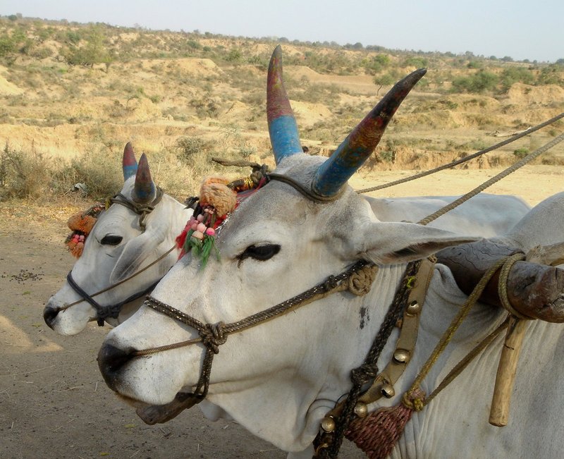 IndiaSony 307.jpg ::                                
