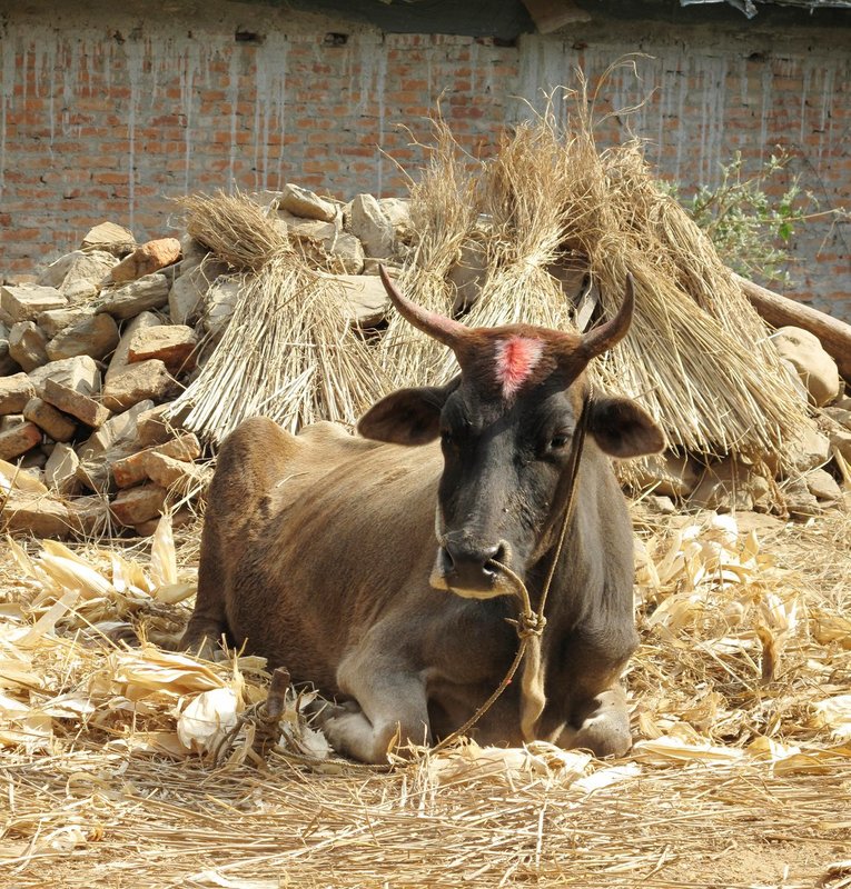 Nepal2 867.jpg :: Nepal