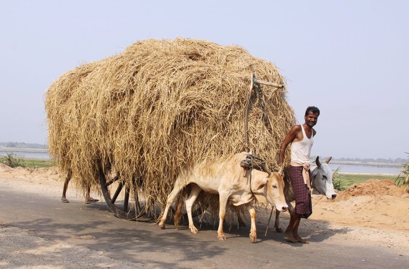 Orissa3 220.jpg