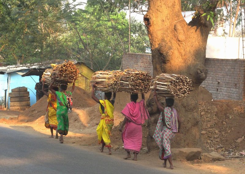 Orissa5Chubs 487.jpg ::                                