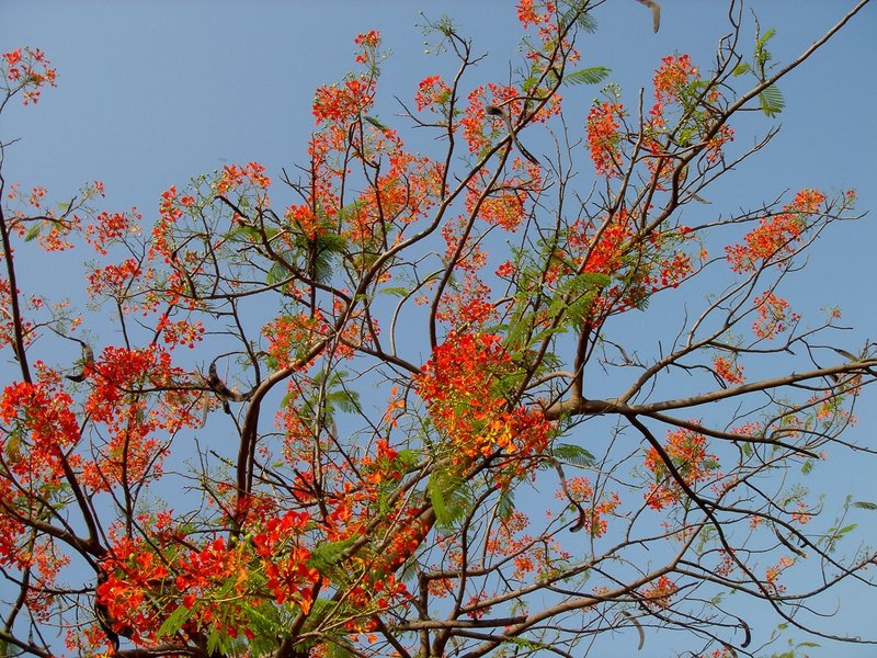 SonyCambodiaIndia 018.jpg ::                                
