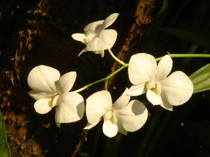 SonyCambodiaIndia 160.jpg