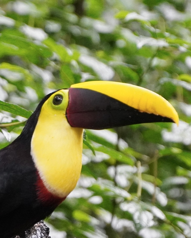 fullsizeoutput_fbb4.jpg :: Black Mandible Tucan