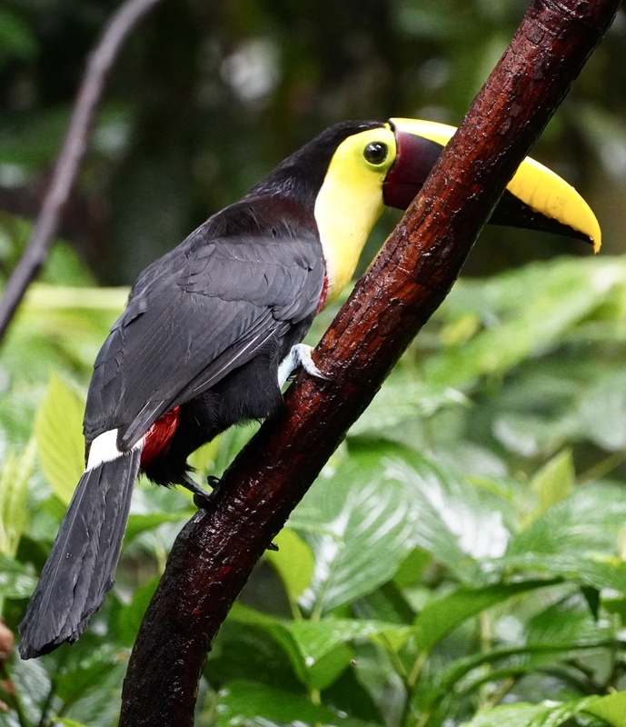 fullsizeoutput_fbb6.jpg :: Black Mandible Toucan