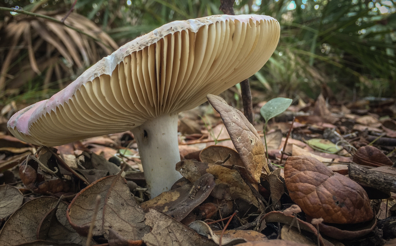 Shroom(1).jpg