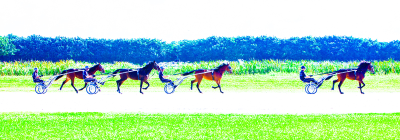 Standardbred_Trotters(1).jpg