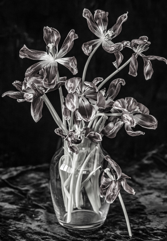 Tulips.jpg