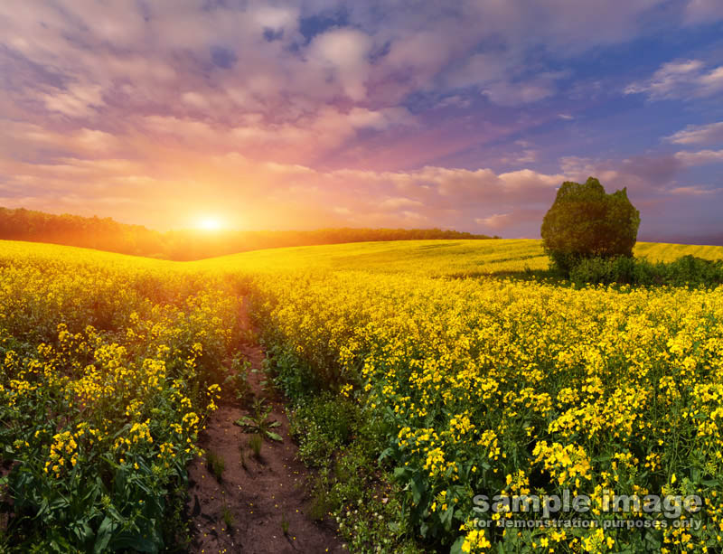 nature-sun-sp-035.jpg