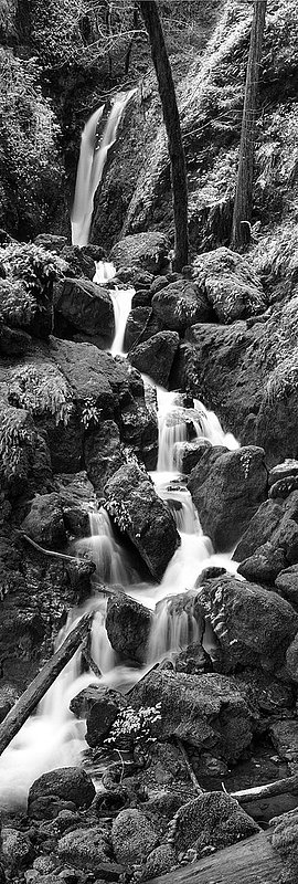 Coast -- Cataract Falls.jpg :: Cataract Falls on Cataract Creek, Mt. Tamalpais. Exposed at 10:15 AM March 4, 2006 through 100 mm lens on Hasselblad 500 CM using TMAX 100 at f22 and 2 seconds with no filter.  Recommended print size: 14 x 42 inches. The image was made by exposing one frame capturing the bottom half of the image and then rotating the camera up while keeping the lens azimuth unchanged and exposing a second frame capturing the top half of the image. The two halves were then merged digitally to create the \