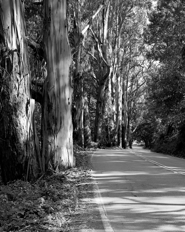 Coast - Highway 1 Eucalyptus.jpg :: Highway One in Marin County north of Stinson Beach.  Exposed at 5:00 PM, June 13, 2009 through 100 mm lens on Hasselblad 500 CM using TMAX 100 at f22 and 1 second with yellow filter.  