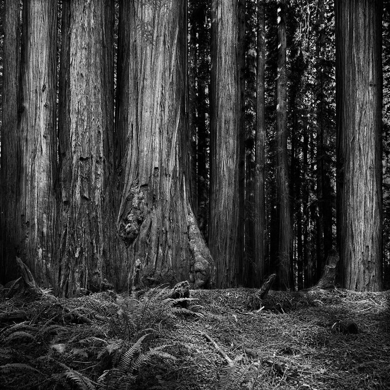Coast -- Giants.jpg :: This image was made on October 8, 2015 in the Rockefeller Grove on Bull Creek Road just west of the Avenue of the Giants in Humboldt County, CA.  It was made through a 150 mm lens on a Hasselblad 500 C/M at a shutter speed of 60 seconds at f/22 without a filter.