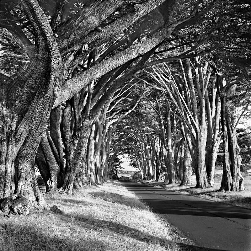 Coast -- Point Reyes Roadside.jpg :: Looking out toward Sir Francis Drake Boulevard on the access road into the old RCA radio/telegraph station on Point Reyes.  Exposed at 7:00 PM on August 9, 2009 through a 100 mm lens on Hasselblad 500 CM using TMax 100 at f22 and 1 second with a yellow filter.    