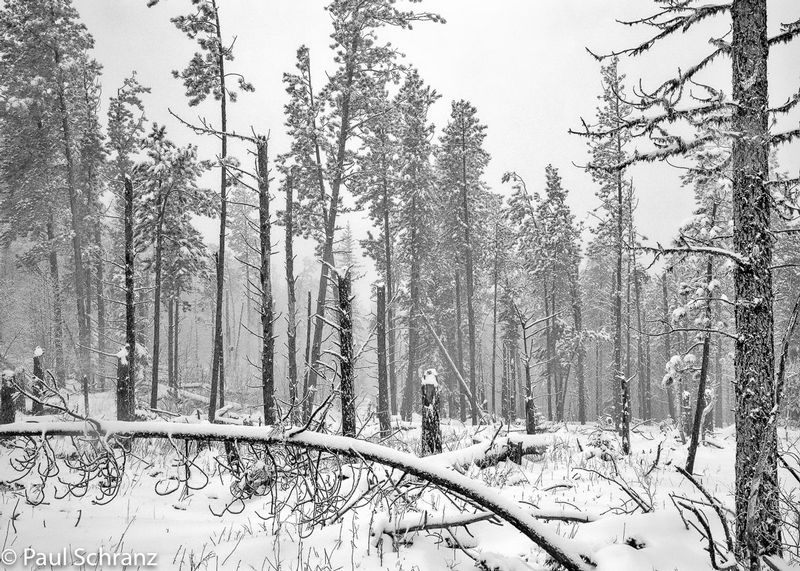 Black Hills Storm - 1988.jpg