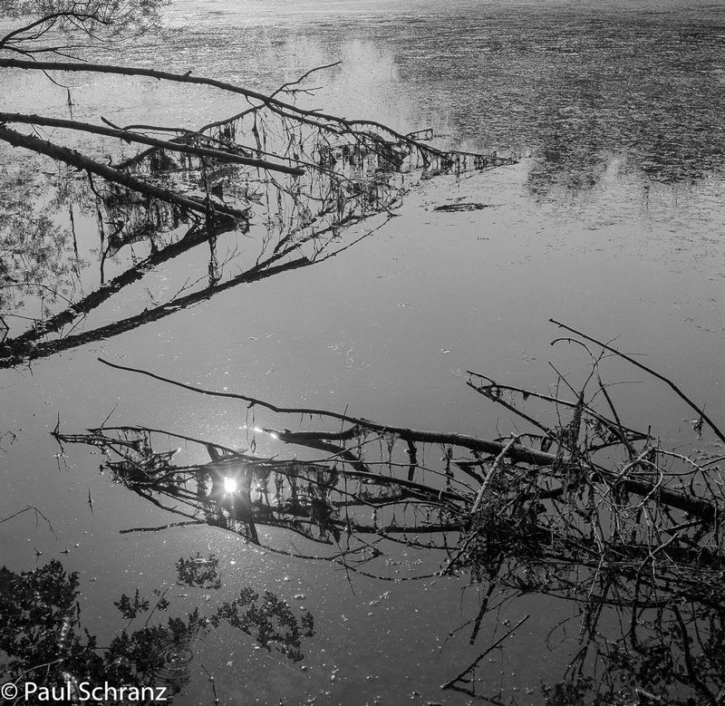 La Salle Conservation Area -1976.jpg