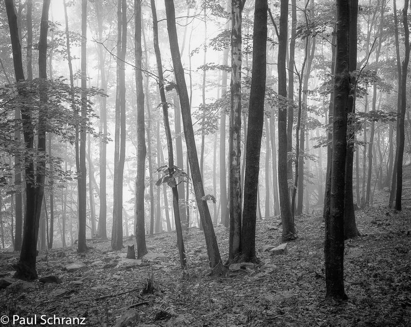 West Virginia Trees - 1986.jpg