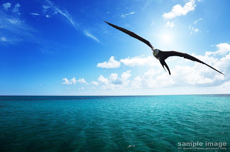nature-bp-002.jpg :: sea bird over ocean