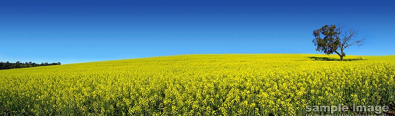 nature-bp-003.jpg :: clear blue skies over field