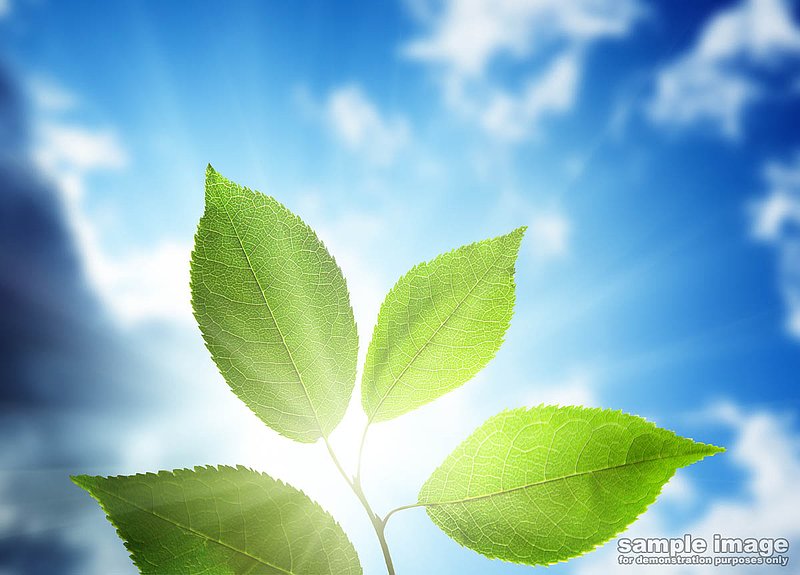 nature-bp-006.jpg :: looking at sun through leaf