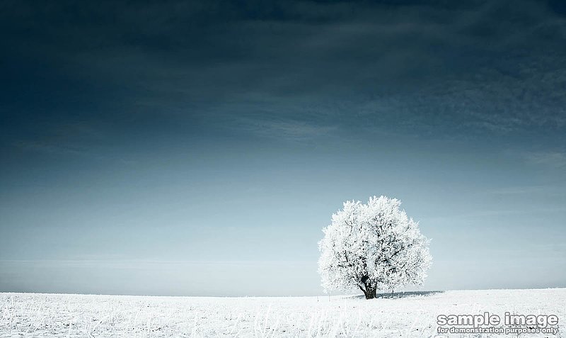 nature-bp-017.jpg :: lone tree in winter scene