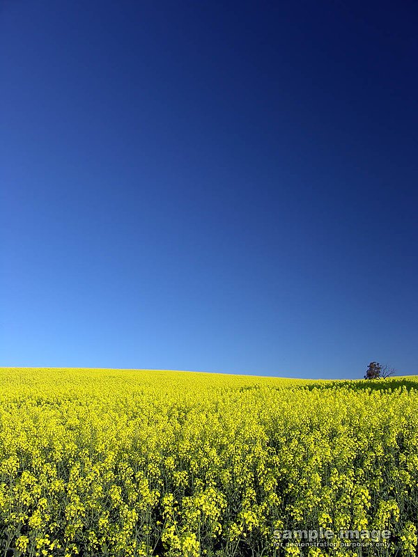 nature-bp-024.jpg :: clear blue skies over field